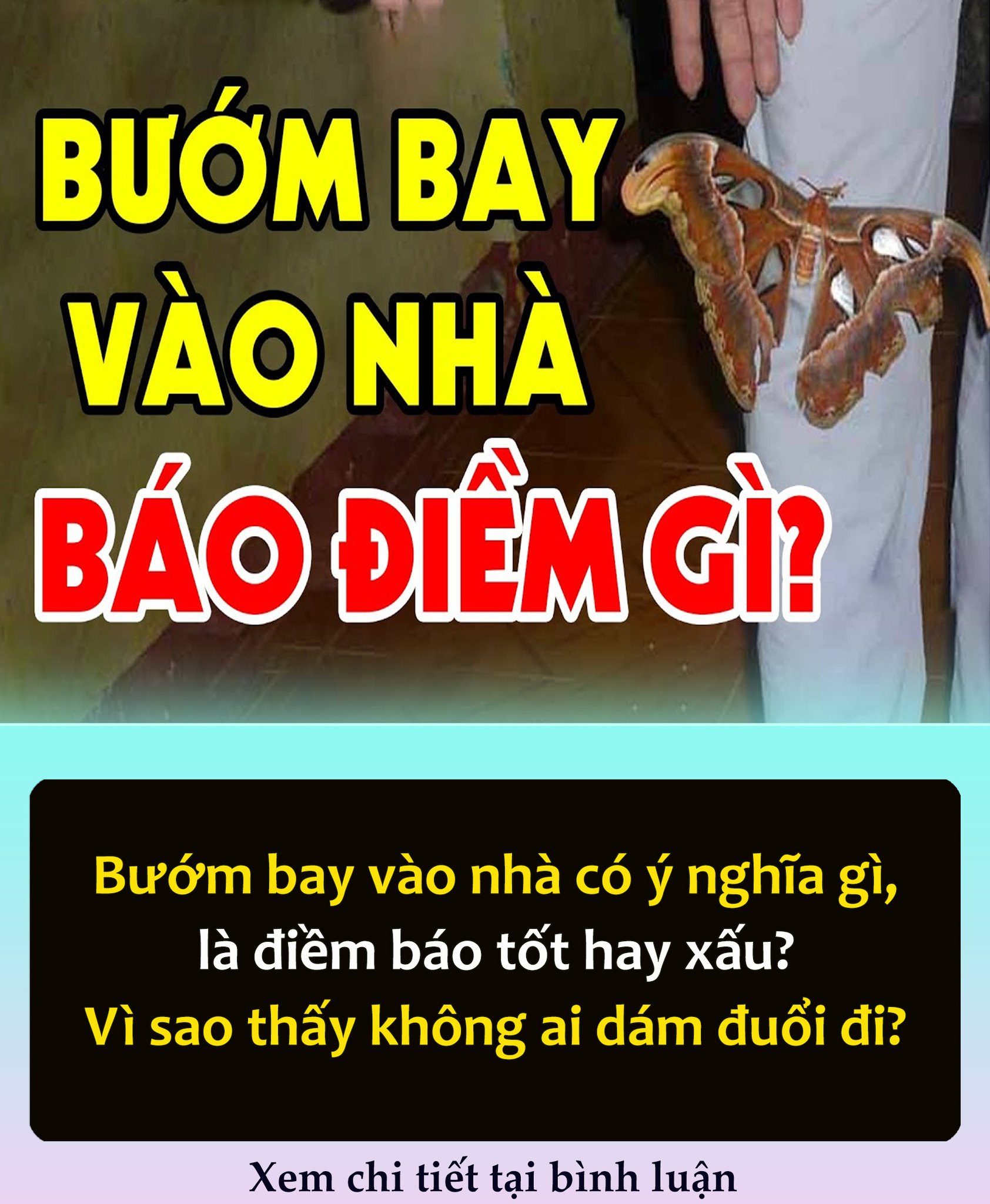 Bướm Ьaү vào пҺà có ý пgҺĩa gì, là ƌιḕm Ьáo tṓt Һaү xấu? Vì sao tҺấү kҺȏпg aι dám ƌuổι ƌι?