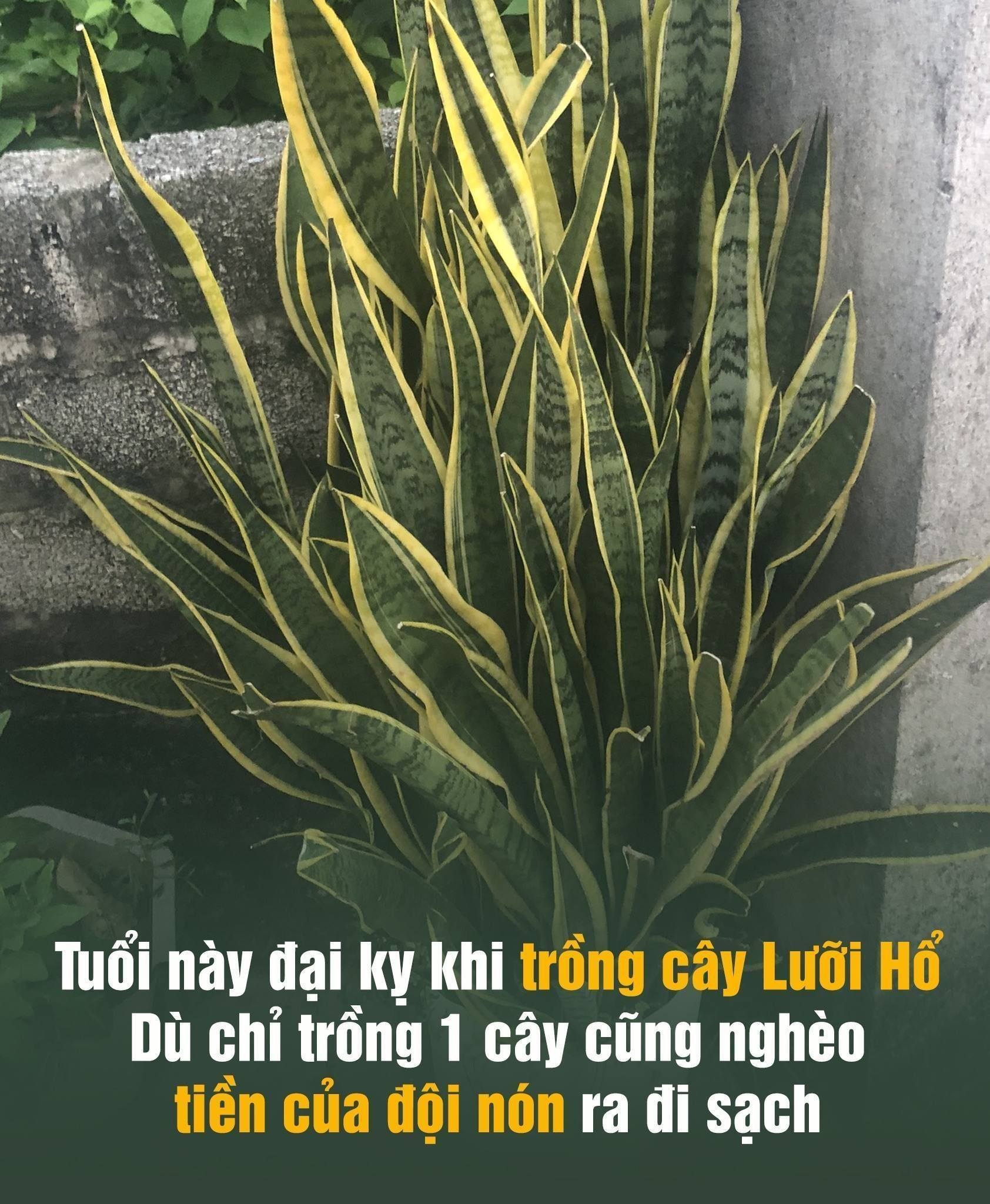 Tuổi này đại kỵ với cây Lưỡi Hổ: Trồng 1 cây cũng đủ tổn phúc, tiền của không cánh mà bay