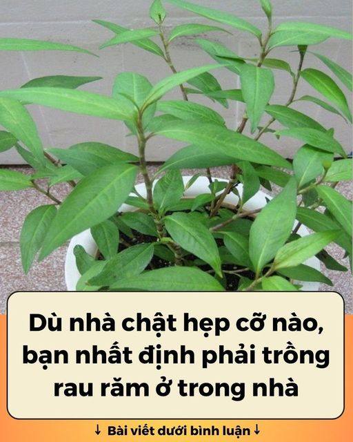 Dù nhà chật hẹp cỡ nào, bạn nhất định phải trồng rau răm ở trong nhà 👇 👇