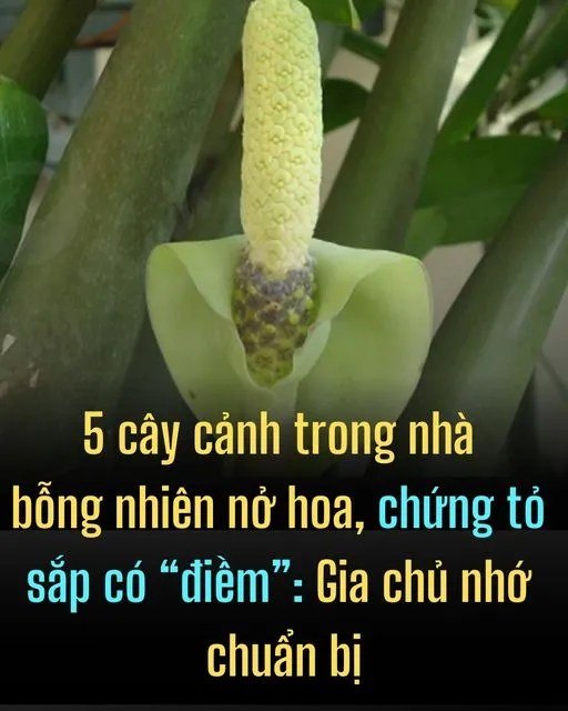 5 cây cảnh trong nhà bỗng nhiên nở hoa, chứng tỏ sắp có “điềm”: Gia chủ nhớ chuẩn bị