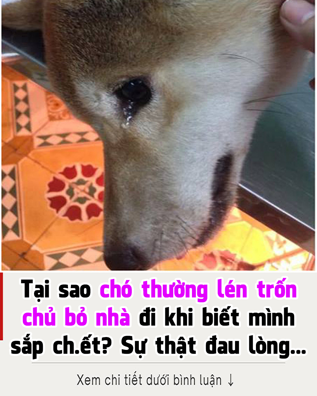 Tại sao chó thường lén trốn chủ bỏ nhà đi khi biết mình sắp chết? Sự thật rất đau lòng…