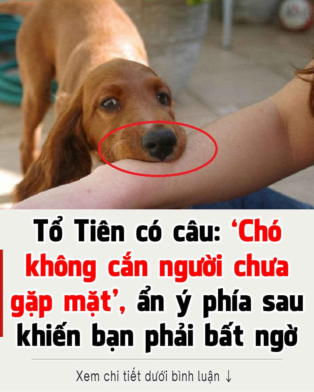 Chó không cắn người chưa gặp mặt!ó không cắn người chưa gặp mặt!