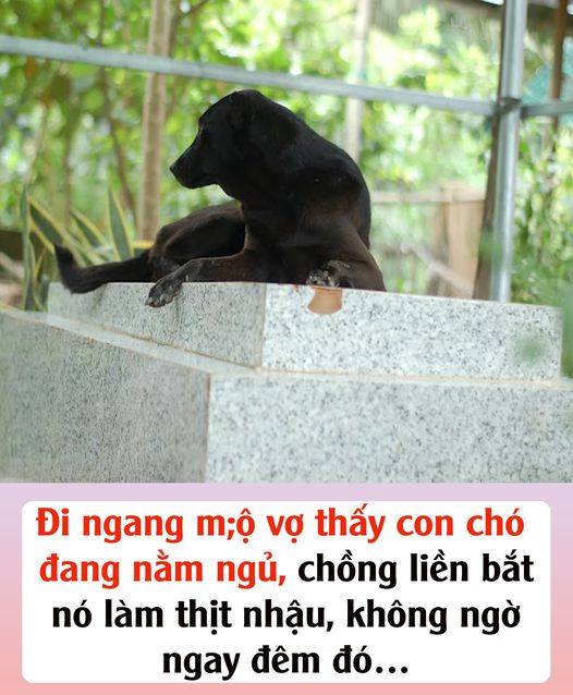 Đi ngang mộ vợ thấy con chó đang nằm ngủ, chồng liền bắt nó làm thịt nhậu, không ngờ ngay đêm đó…