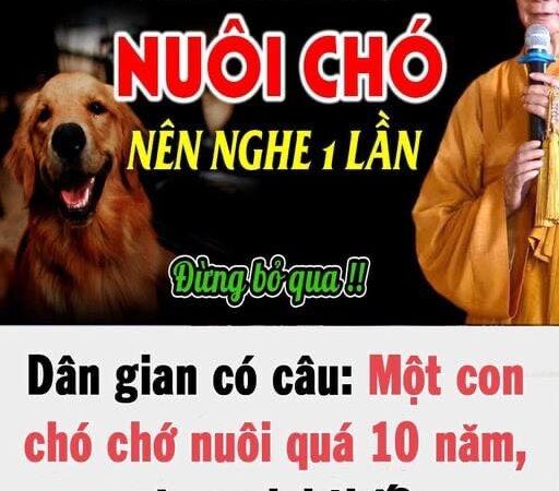 Dân gian có câu: Một con chó chớ nuôi quá 10 năm, vì sao lại thế?