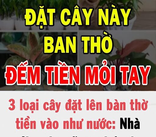 3 loại cây đặt lên bàn thờ ti ề n vào như nước: Nhà gi à u nào cũng có 1 cây