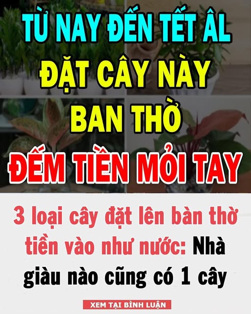 3 loại cây đặt lên bàn thờ ti ề n vào như nước: Nhà gi à u nào cũng có 1 cây