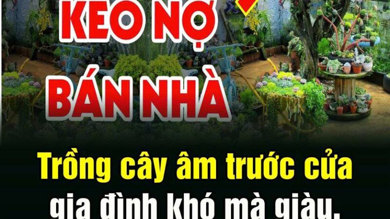 Trồng cây âm trước cửa gia đình khó mà giàu, tiền mấy đời cũng cạn kiệt,