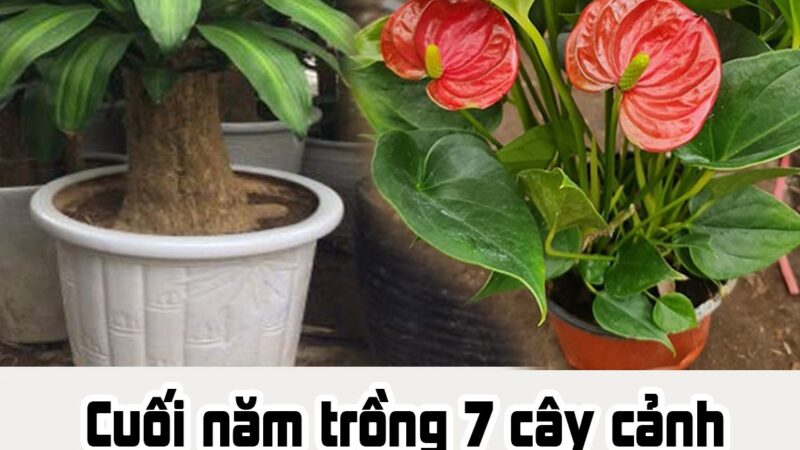 Cuối năm trồng 7 cây cảnh này, để sang năm 2025 giàu có phát t à i, ph á t l ộ c, lên như diều gặp gió