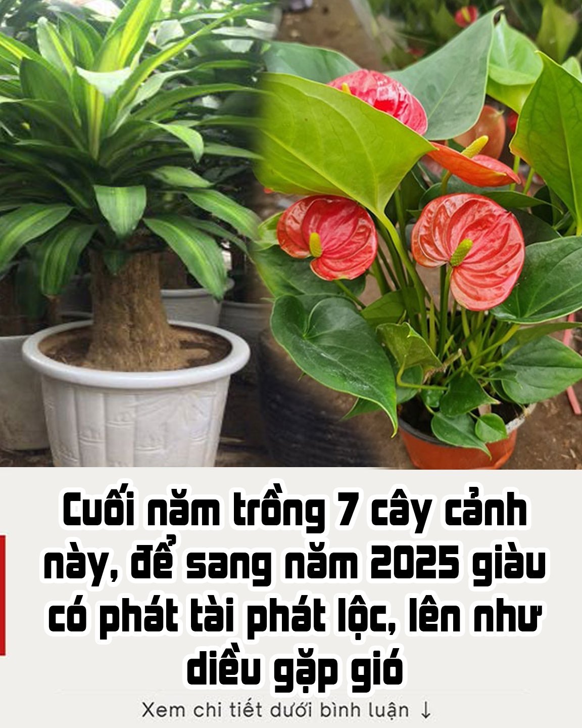 Cuối năm trồng 7 cây cảnh này, để sang năm 2025 giàu có phát t à i, ph á t l ộ c, lên như diều gặp gió