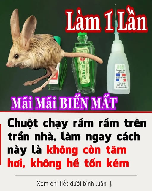 Tôi đã hết phiền với lũ chuột 👇