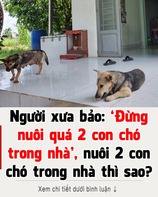 Kiêng kỵ nuôi nhiều chó trong nhà !